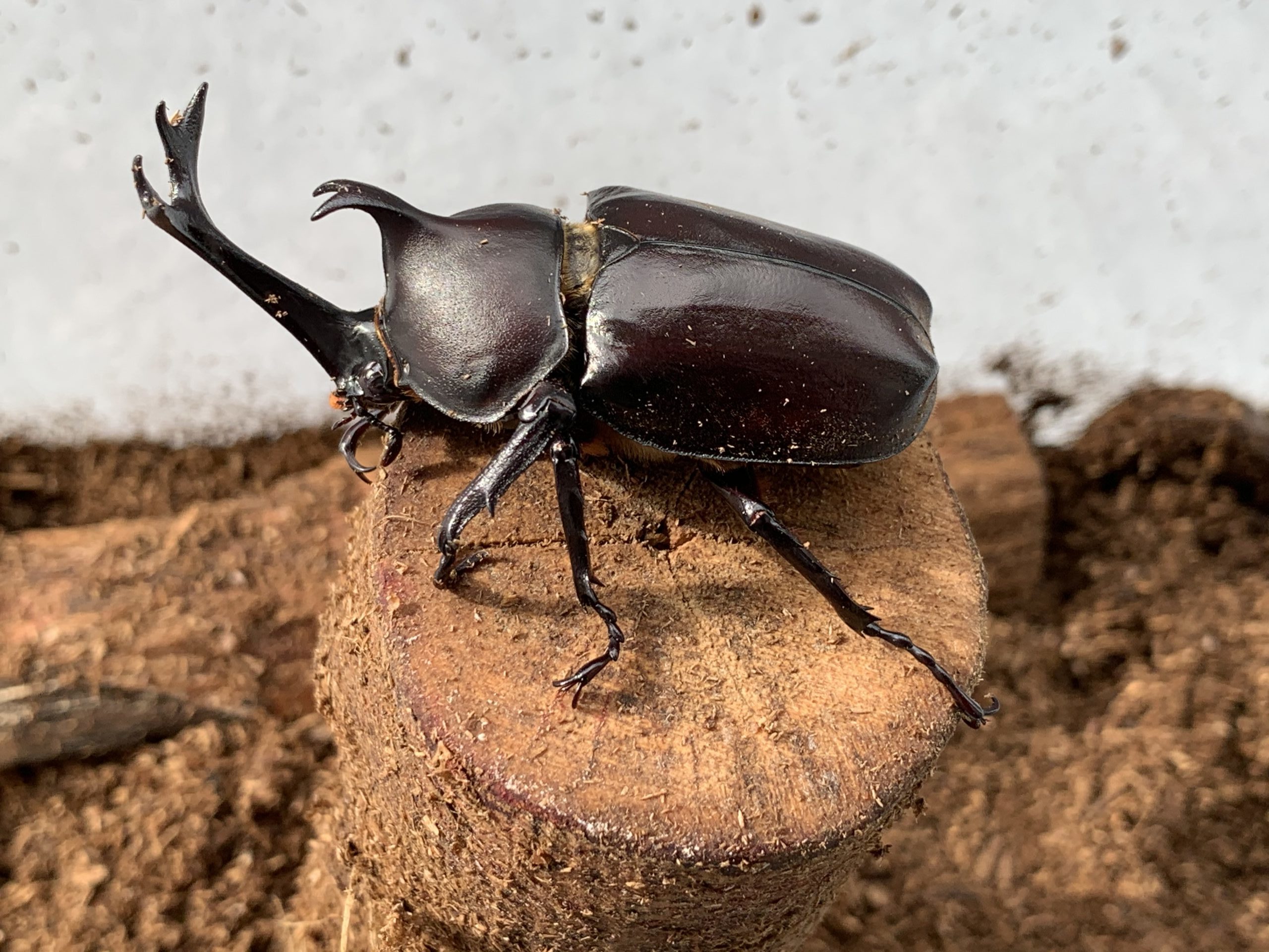 カブトムシの幼虫の飼育方法 Kuwakabu Quest